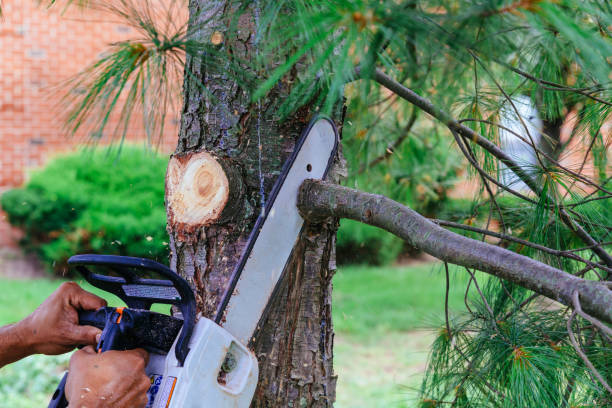 Best Tree Removal Services  in Lake Barcroft, VA